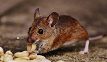 24 Hour & Emergency Exterminators in Perrysburg, OH